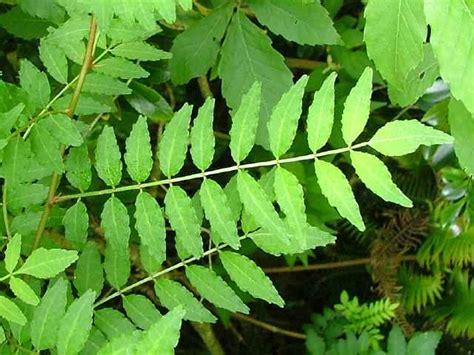 三出複葉植物|葉で見分ける樹木（複葉・裂ける葉）